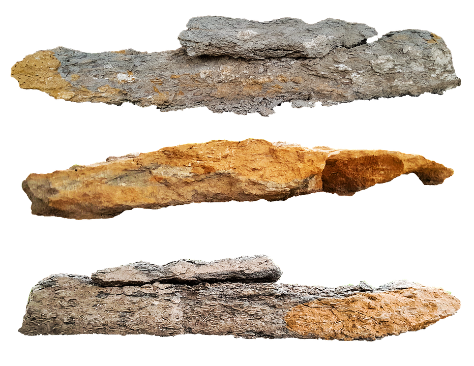Fossilized Wood Specimens PNG