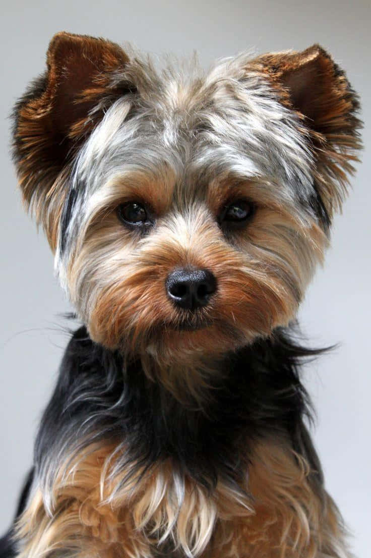 Fotode Yorkie 736 X 1106
