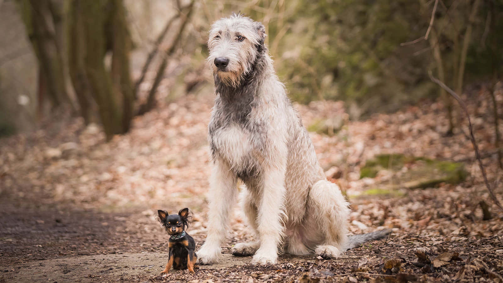 Fotodi Cani Piccoli