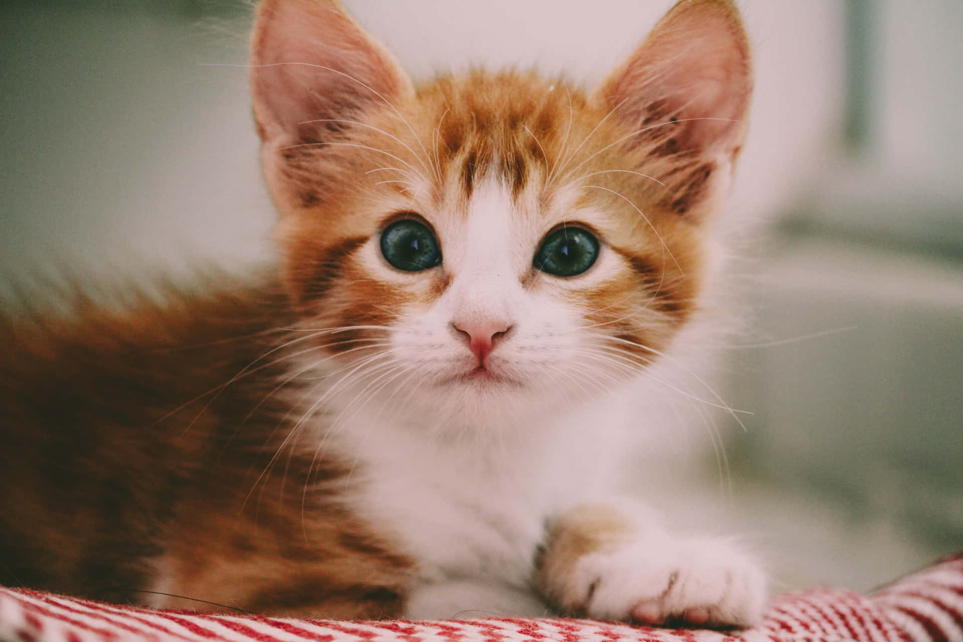 Fotodi Cuccioli Di Gattini Carini