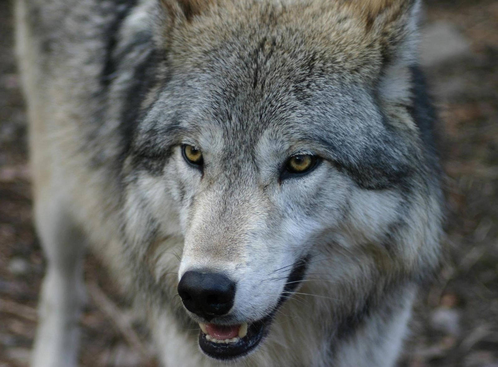Fotografia De Perto Do Wolf Predator Papel de Parede