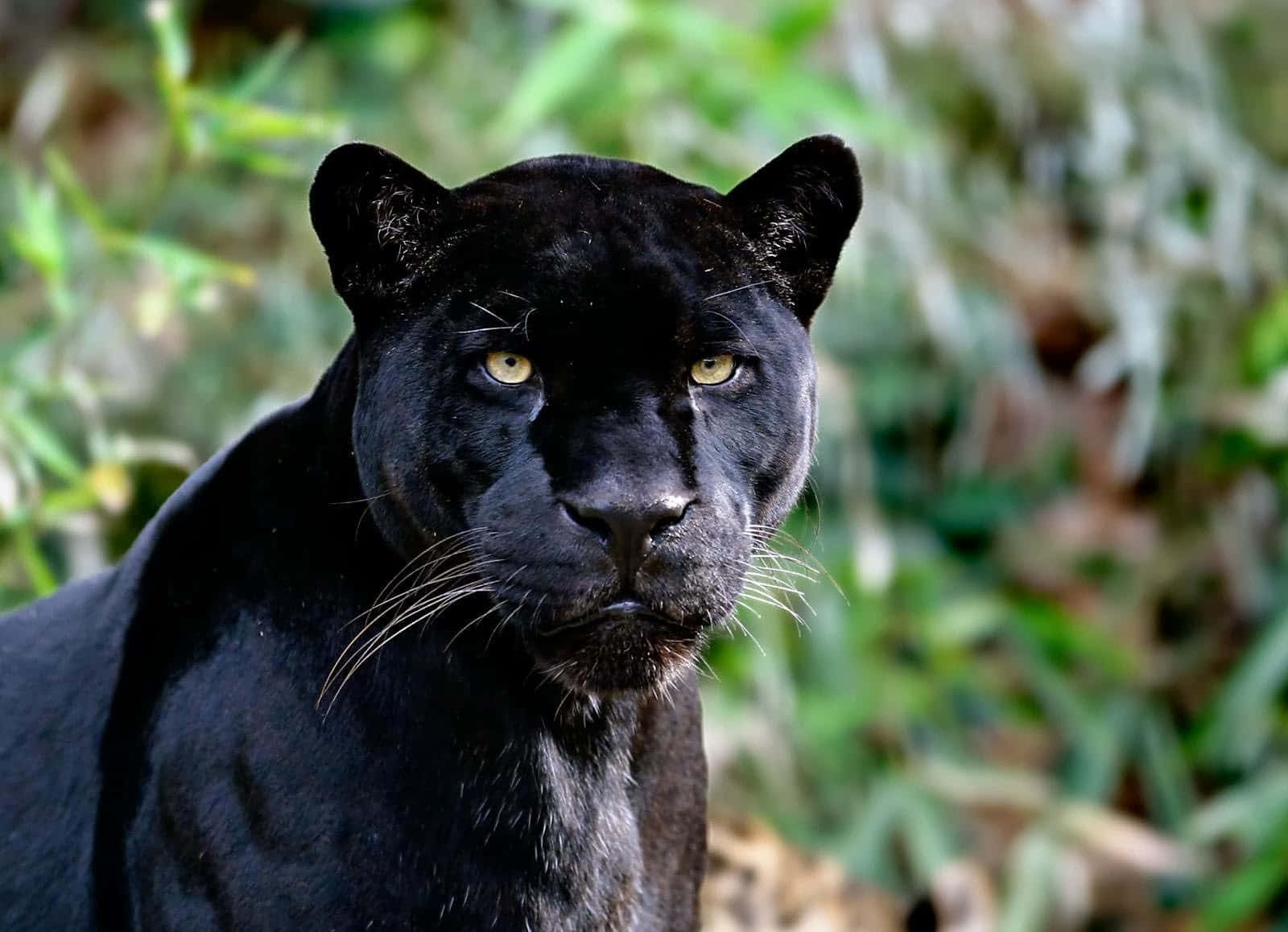 Fotosde Black Panther