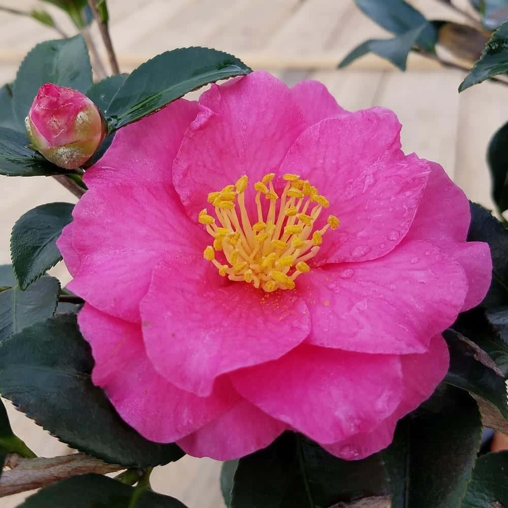 Fotosde Camellia Sasanqua.
