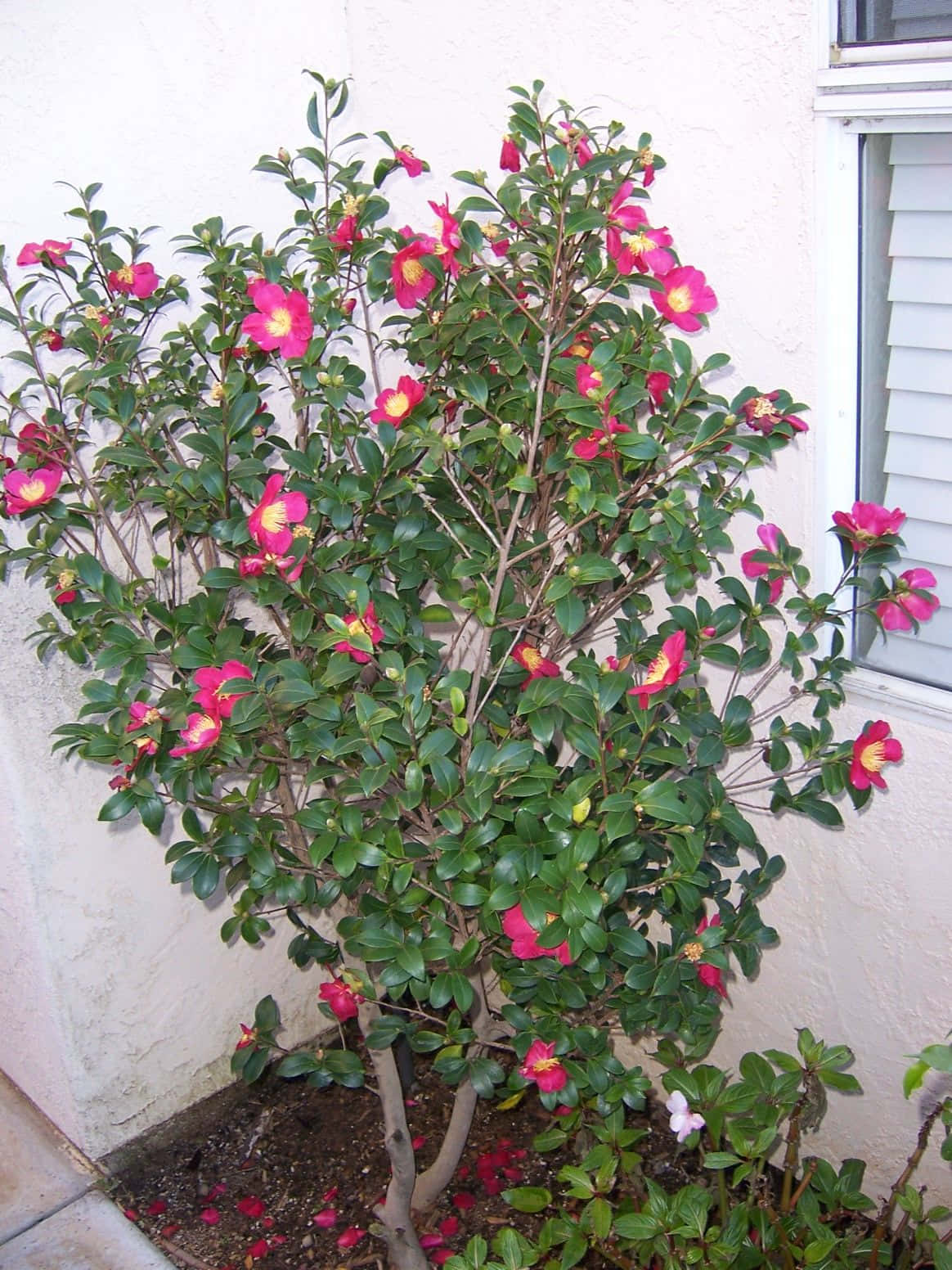Fotosde Camellia Sasanqua