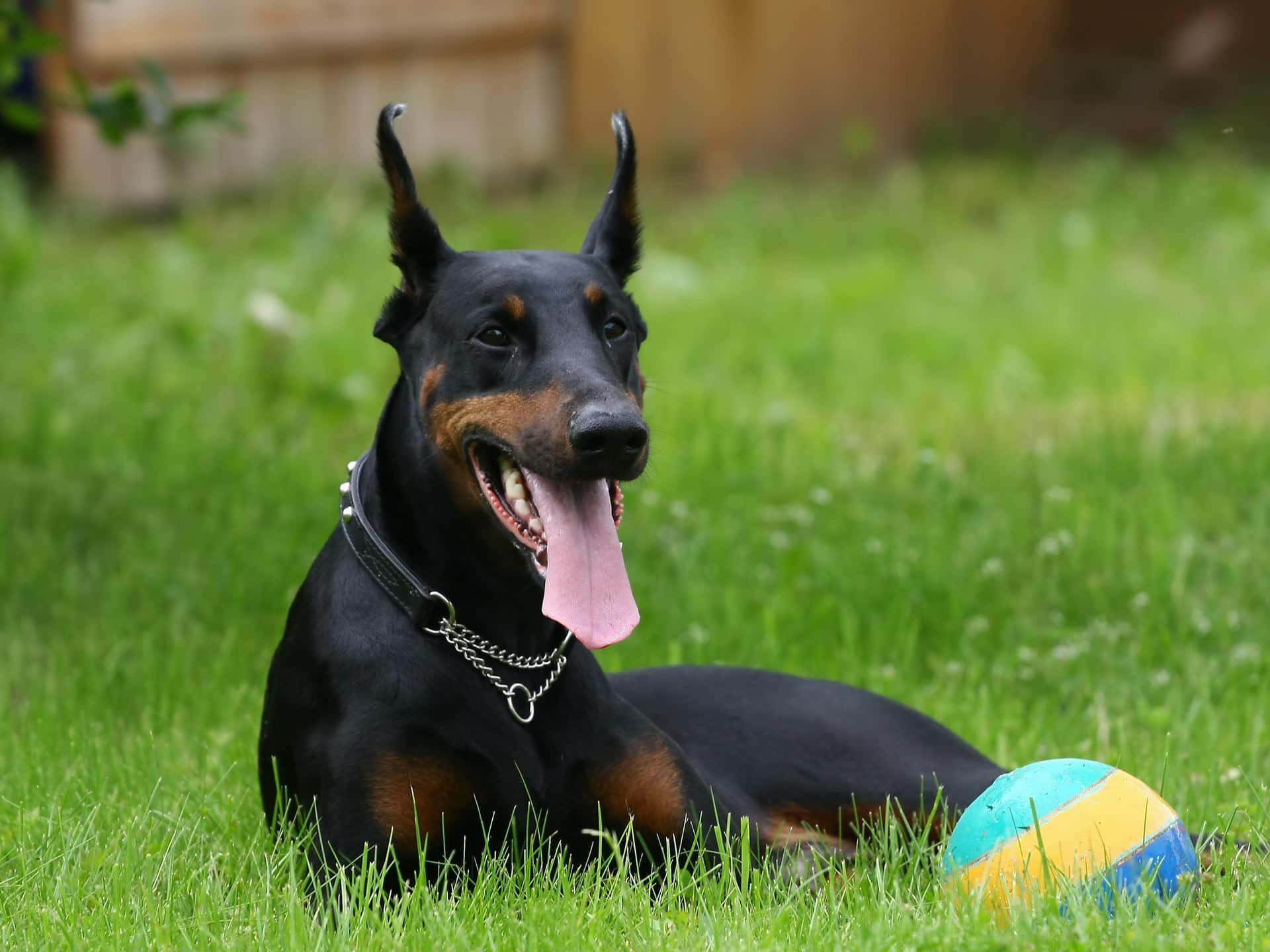 Fotosde Dobermans