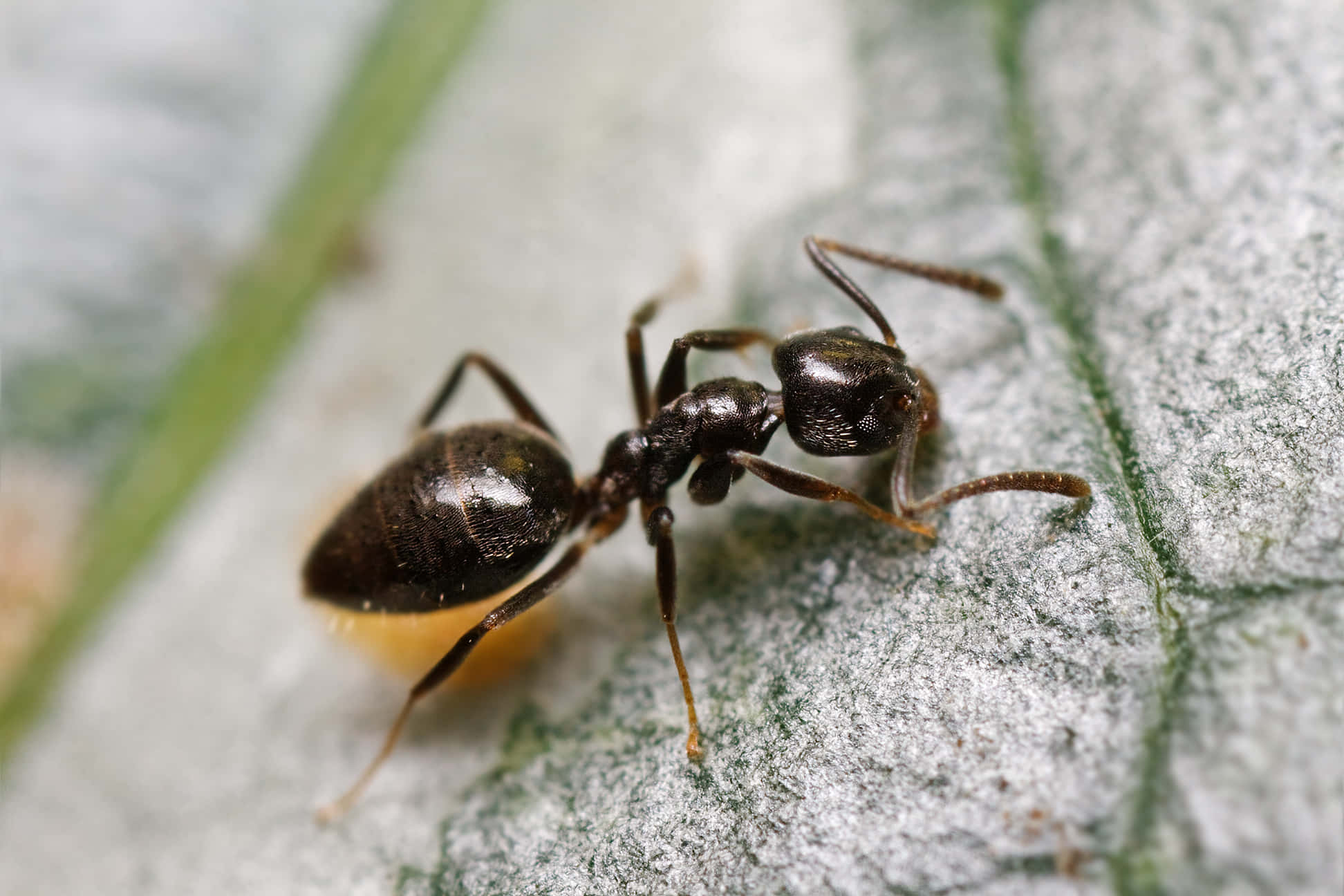 Fotosde Formigas