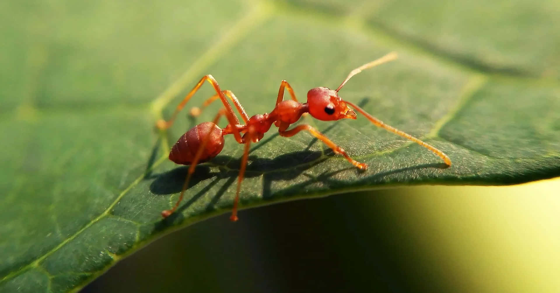 Fotosde Formigas