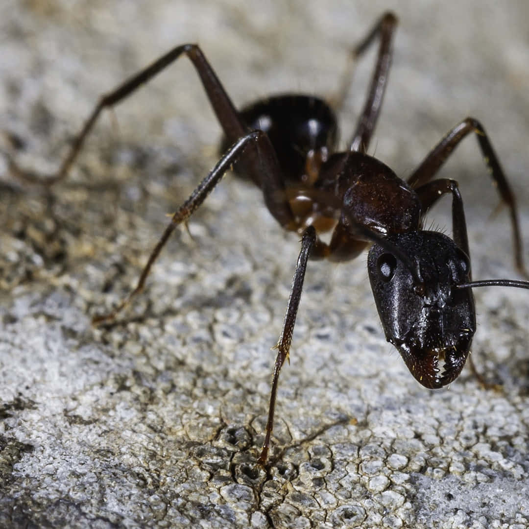 Fotosde Hormigas/imagenes De Hormigas