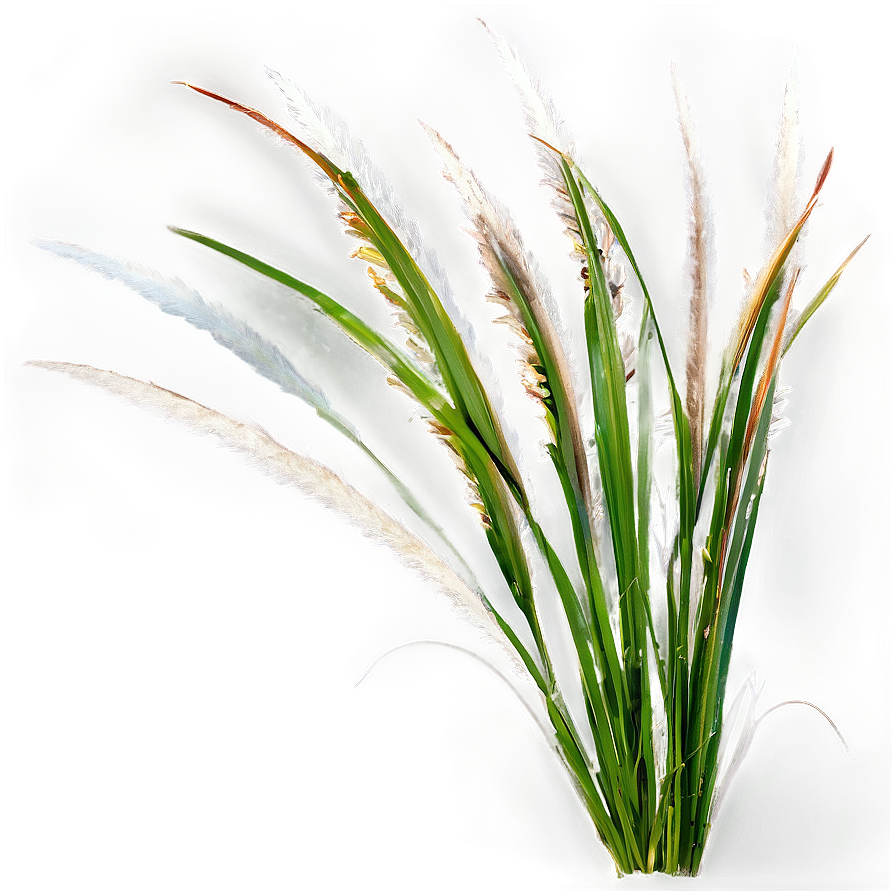 Fountain Grass Png 77 PNG