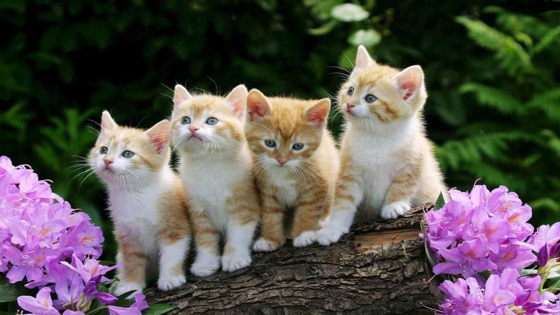 Four Beautiful Cats In Tree Wallpaper