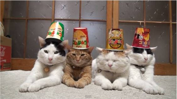 Download Four Beluga Cats With Cup Hat Wallpaper