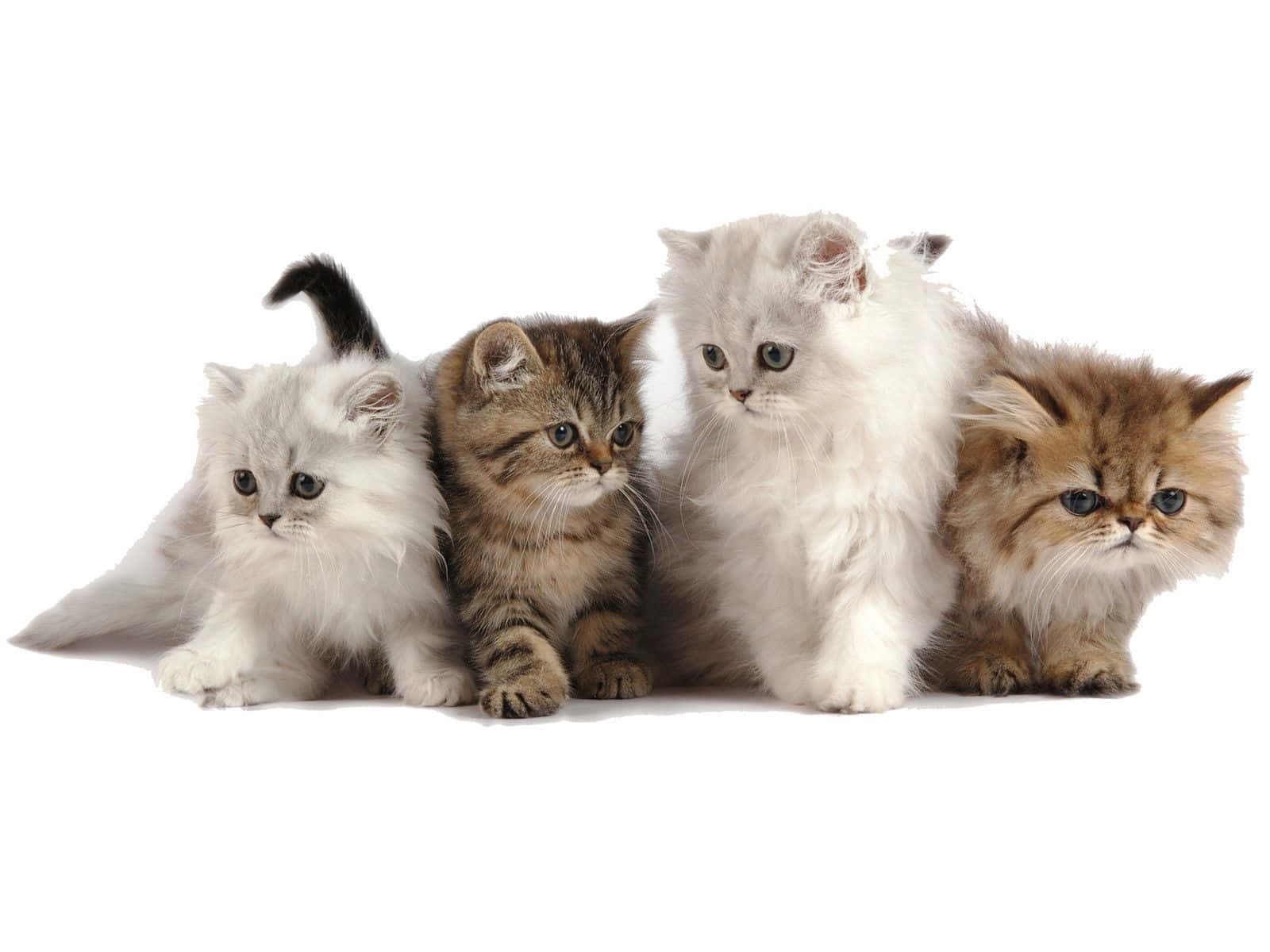 Four Cute Baby Kittens Wallpaper