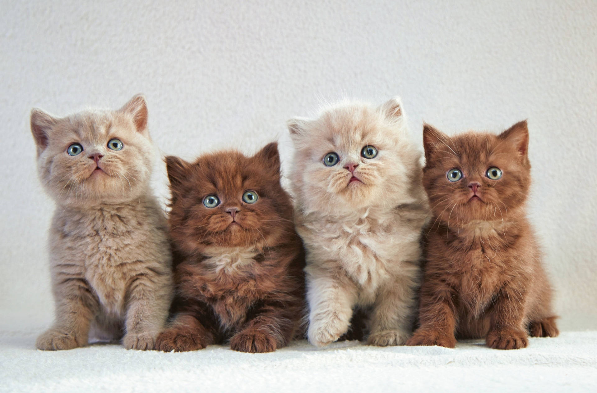 Four Cute Cats Background