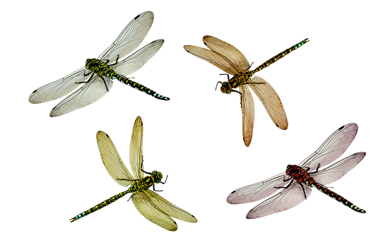 Four Dragonflies Black Background PNG