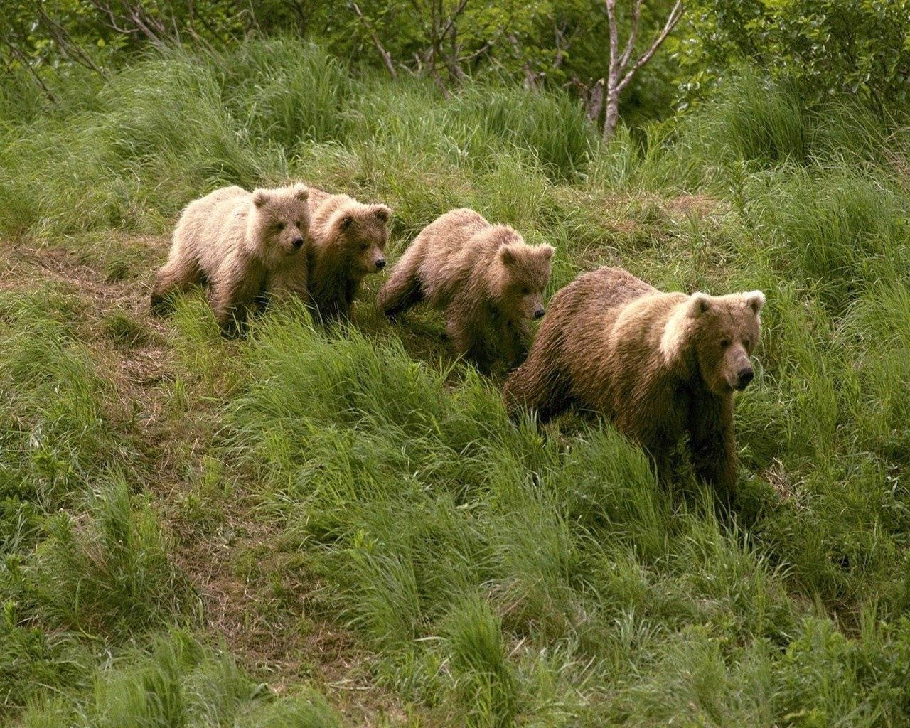 Four Grizzly Bears Walking Wallpaper