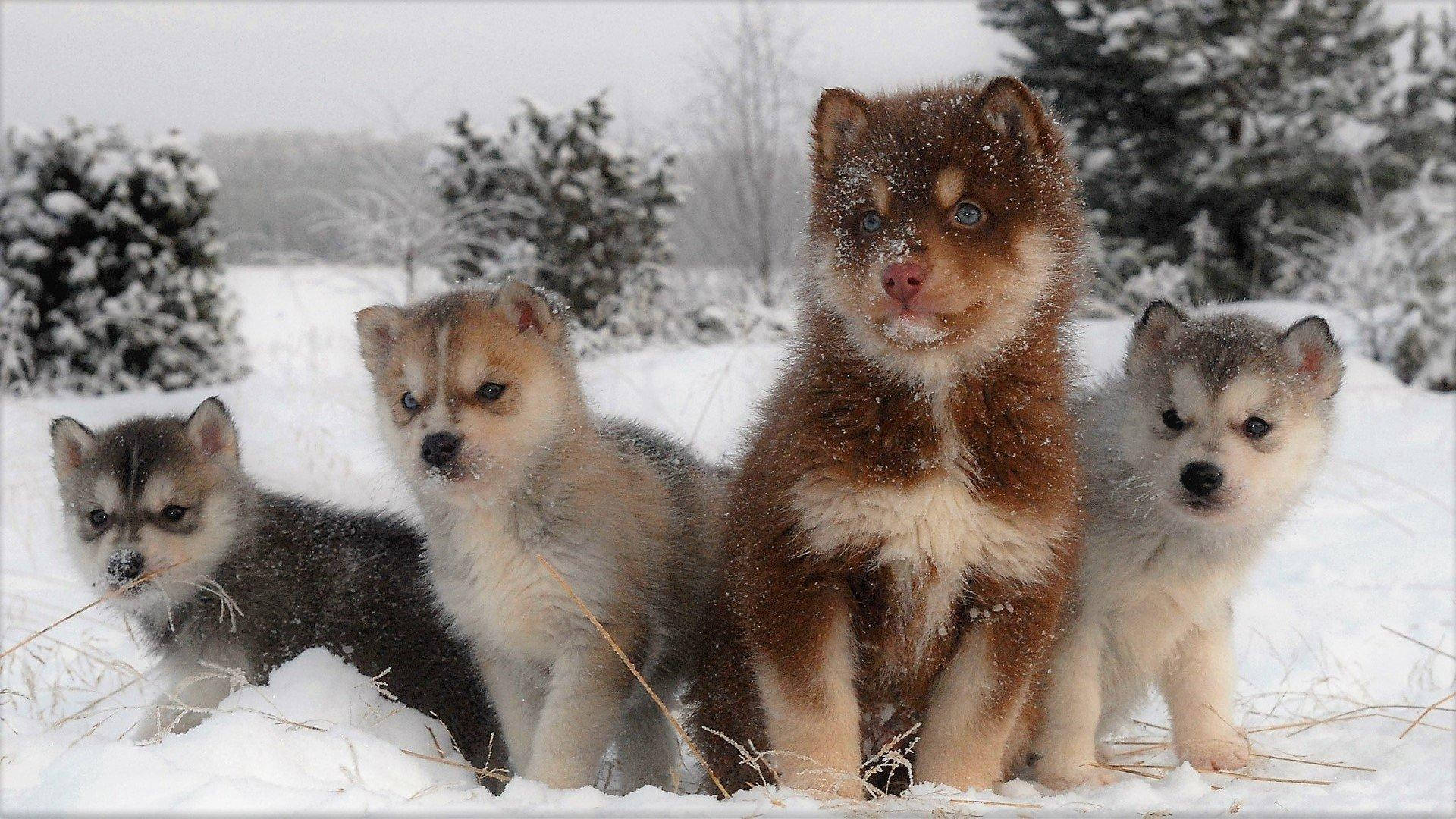 Four Husky Puppy Different Colors Background