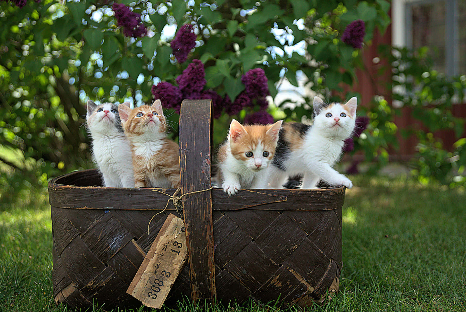 Four Kittens Wallpaper