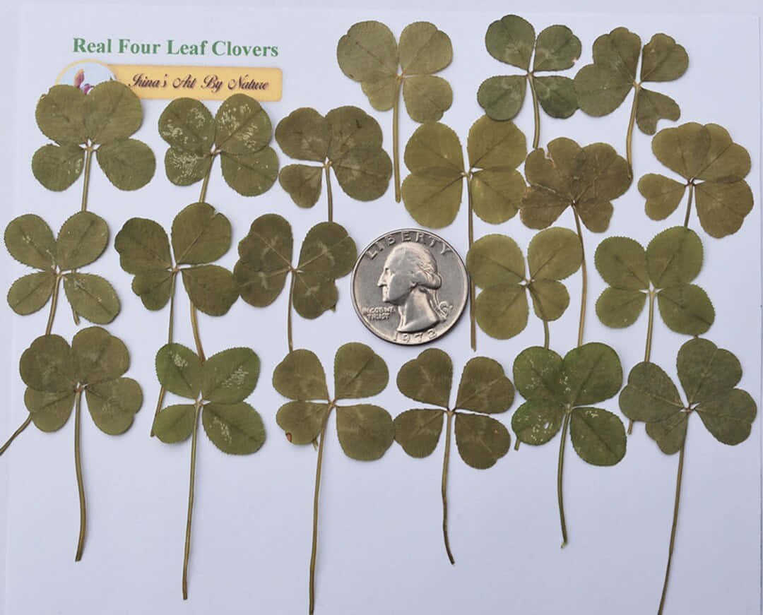 Four Leaf Clover Quarter Collection Picture