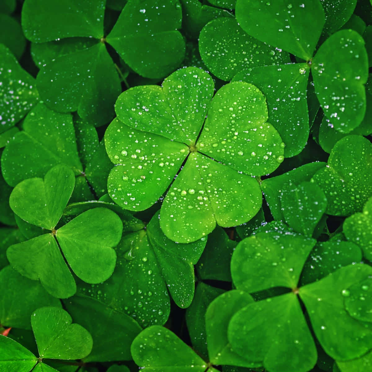 Four Leaf Clover Wallpapers  Wallpaper Cave