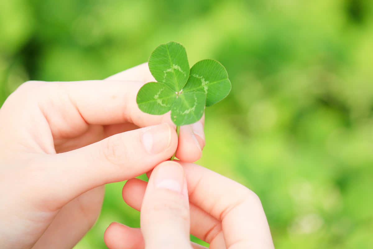 Four Leaf Clover Hand Outdoor Photography Picture