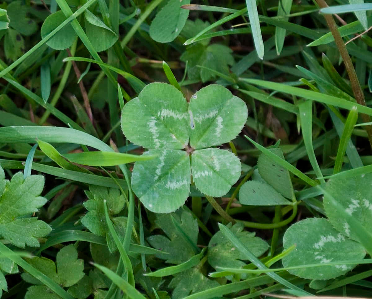 Four-Leaf Clover Close-up - A Token of Luck