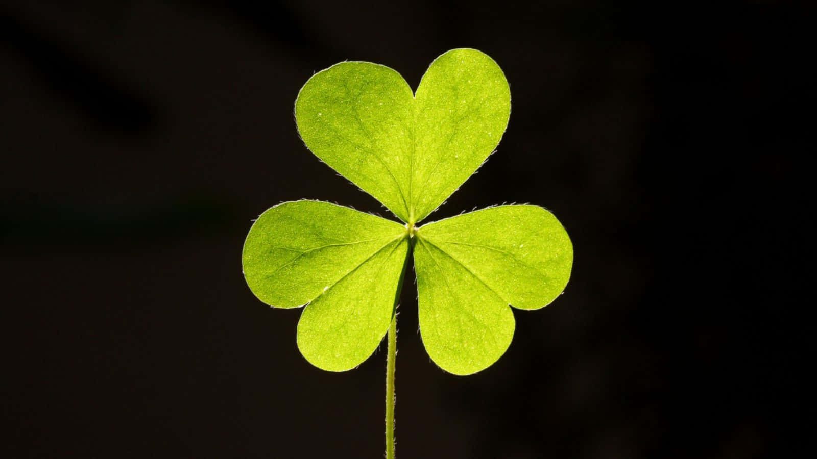 Single Four Leaf Clover On Stem Photography Picture