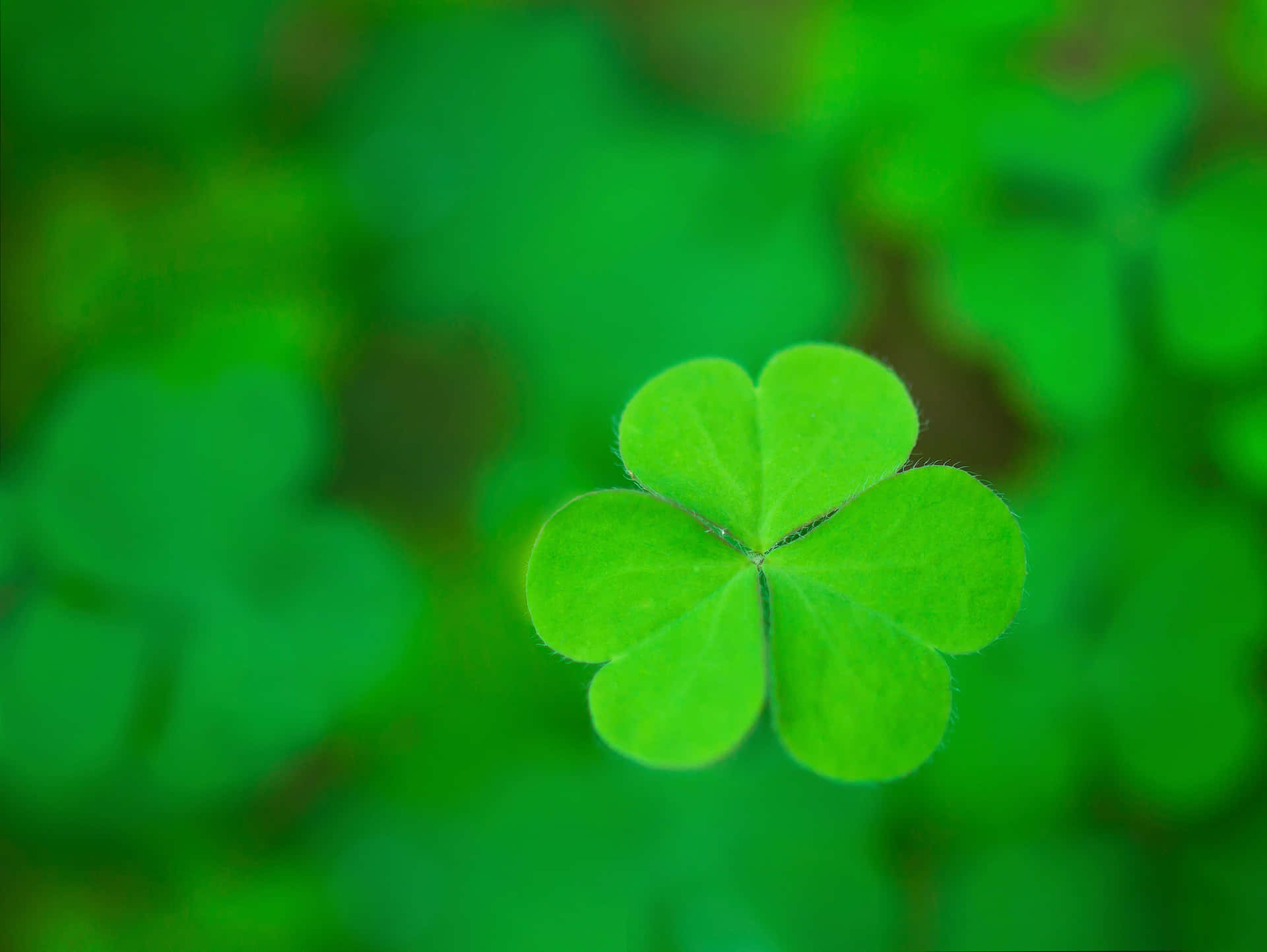 Four Leaf Clover Close Up Photography Picture