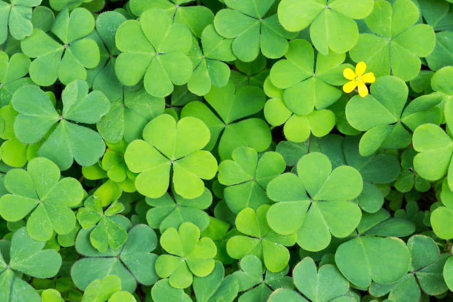Four Leaf Clover Creeping Woodsorrel Photography Picture