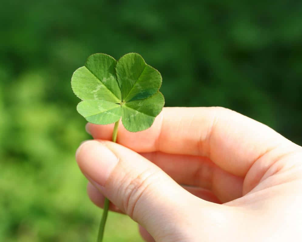 Four Leaf Clover On Hand Photography Picture