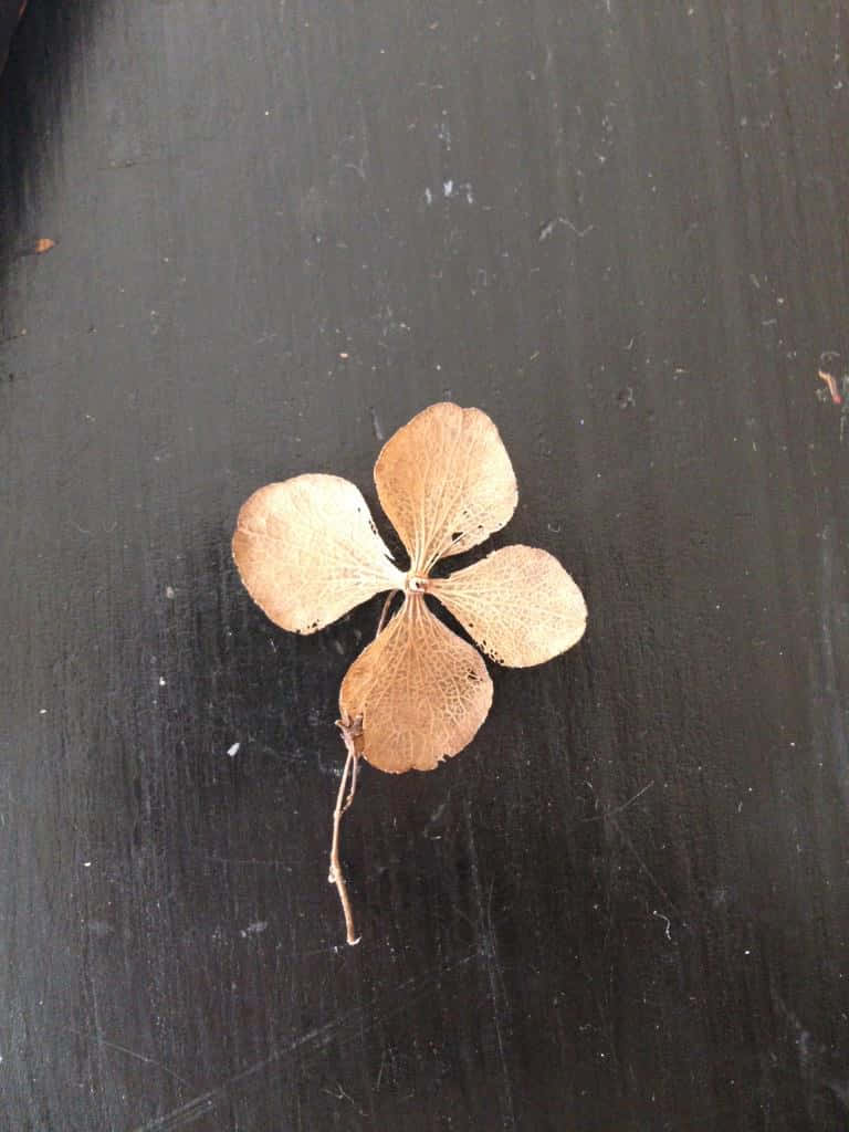 "Luck Symbolized: Close-Up Shot of a Vibrant Four Leaf Clover Against Green Backdrop"