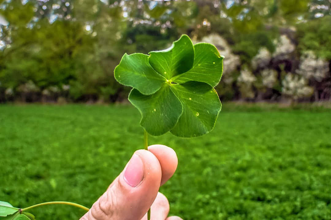 Four Leaf Clover Holding With Fingers Photography Picture