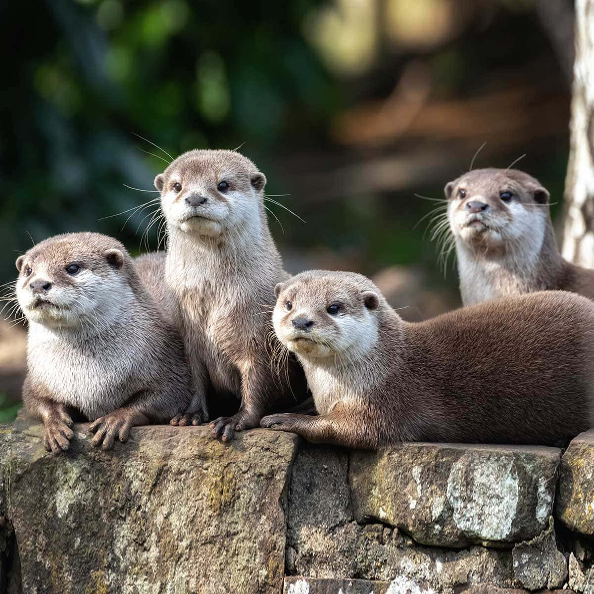 Four Otters On Stone Wall Wallpaper