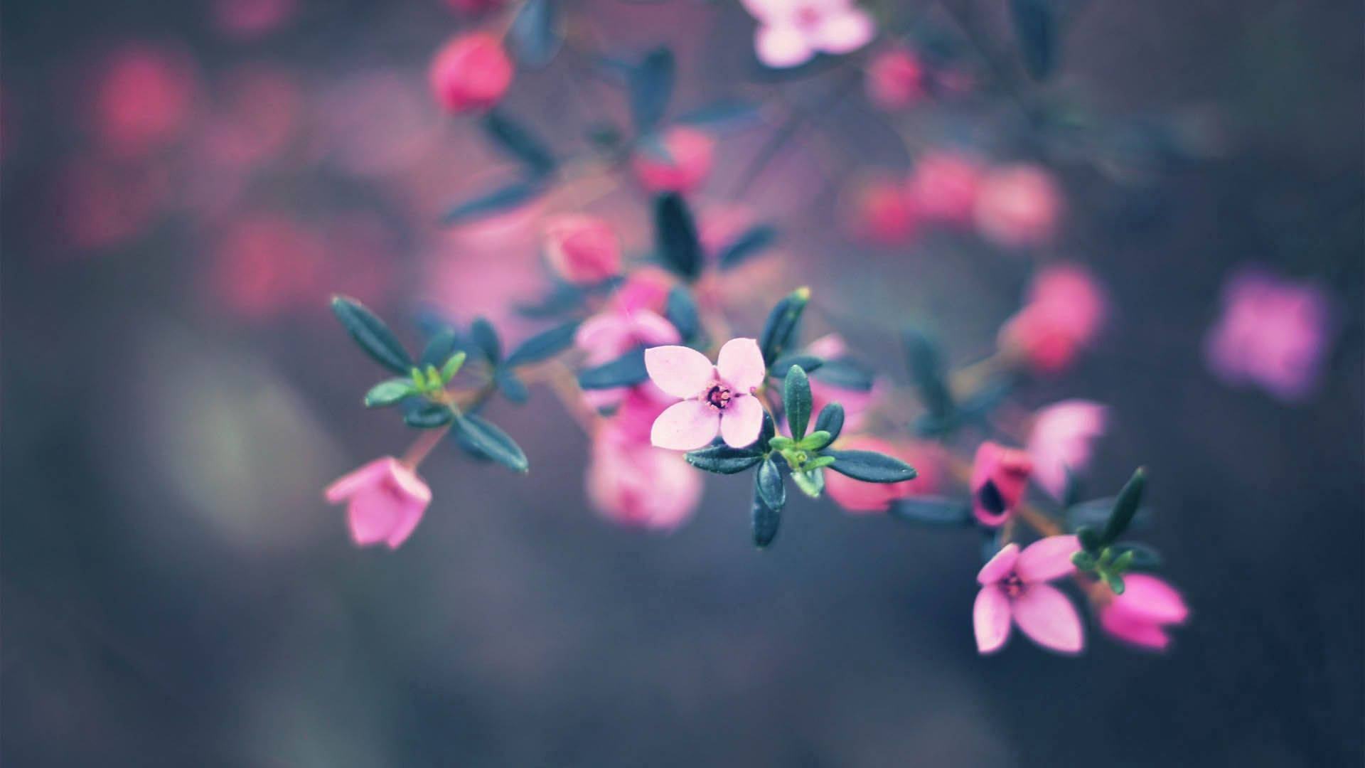 Four-petaled Flower Desktop Picture