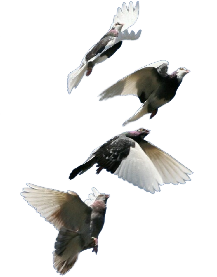 Four Pigeons In Flight PNG