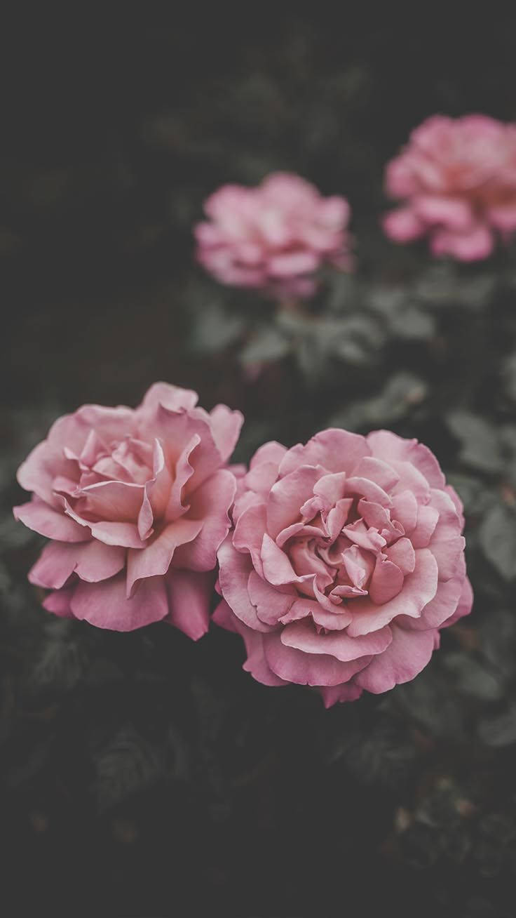 Sfondiper Iphone Con Quattro Rose Rosa Sfondo