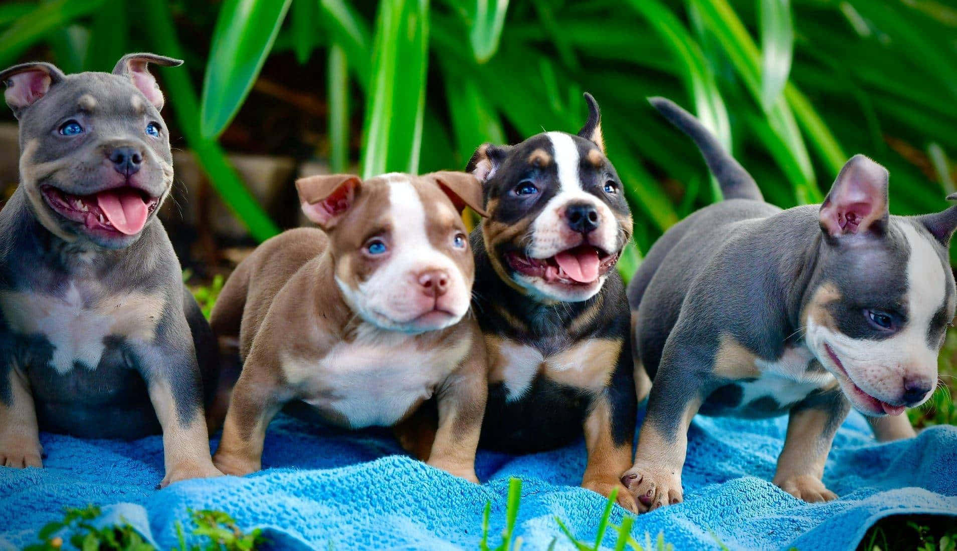 Adorable Pitbull Puppies Lounging Together Wallpaper
