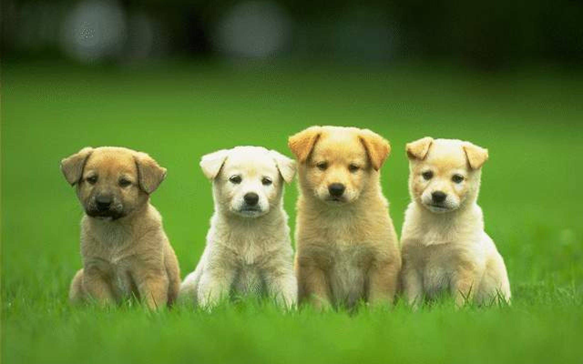 Four_ Puppies_ Sitting_ In_ Grass.jpg Wallpaper