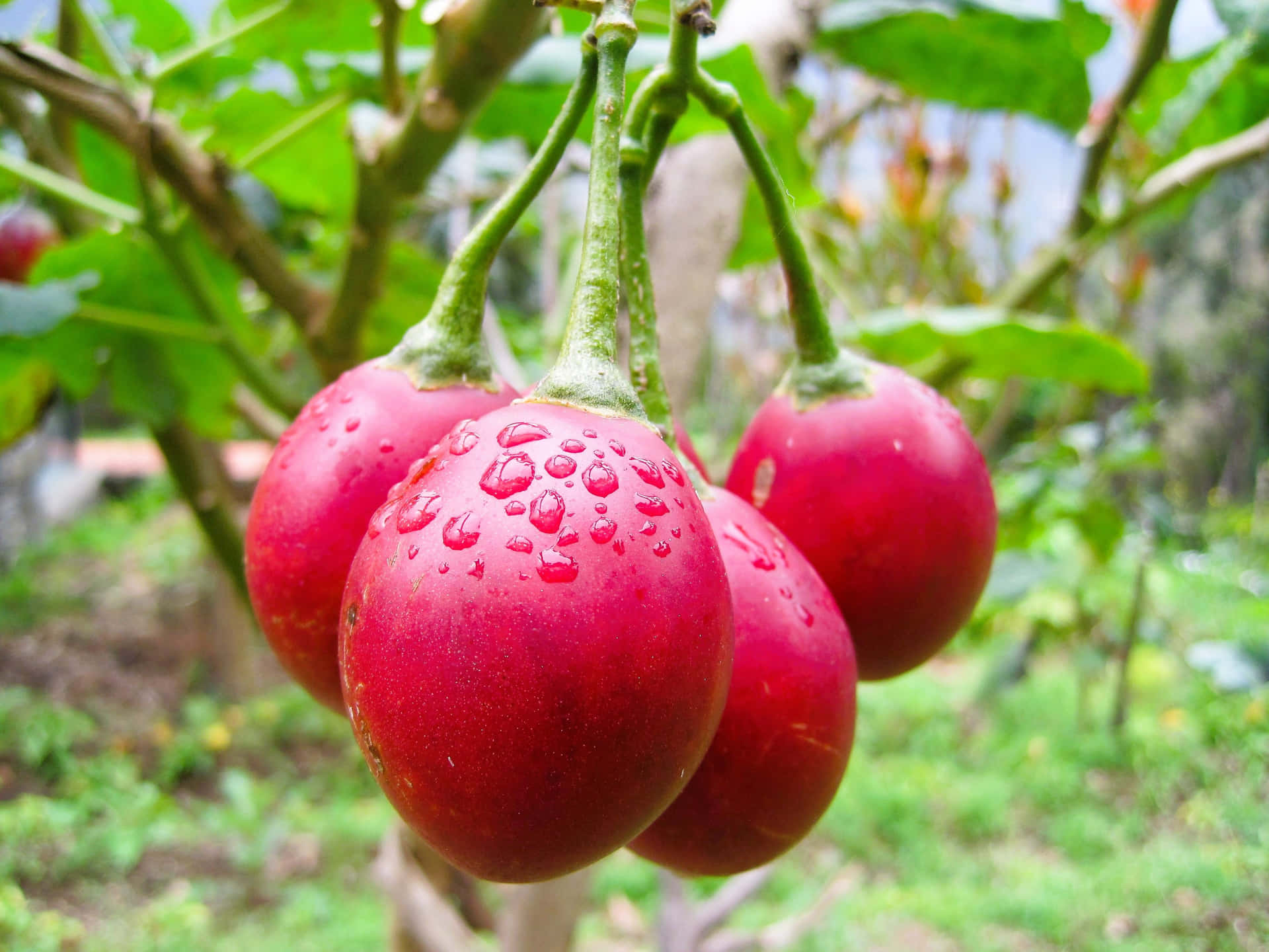 Four Red Colored Tropical Fruit Tamarillo Wallpaper