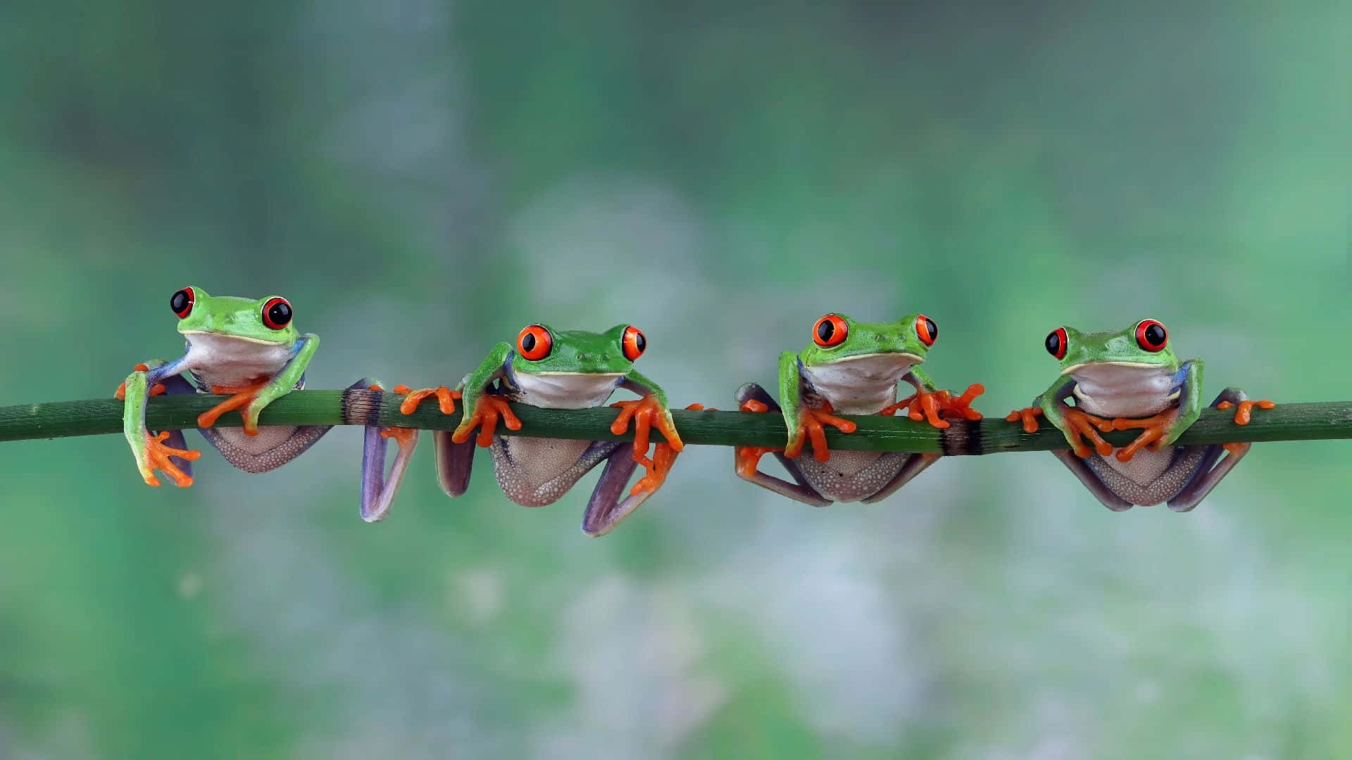 Four Red Eyed Tree Frogs Perching Wallpaper