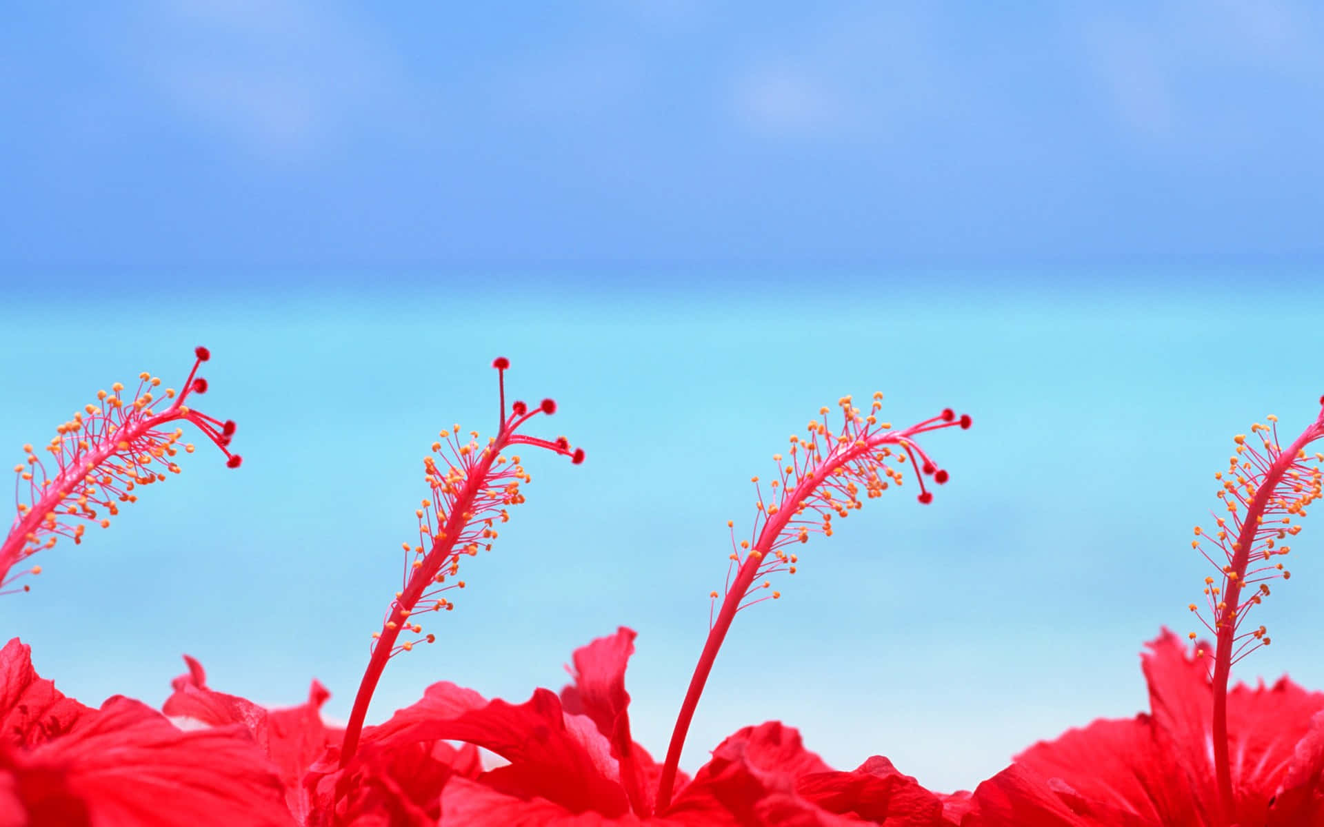 Four Red Hibiscus Flower Background