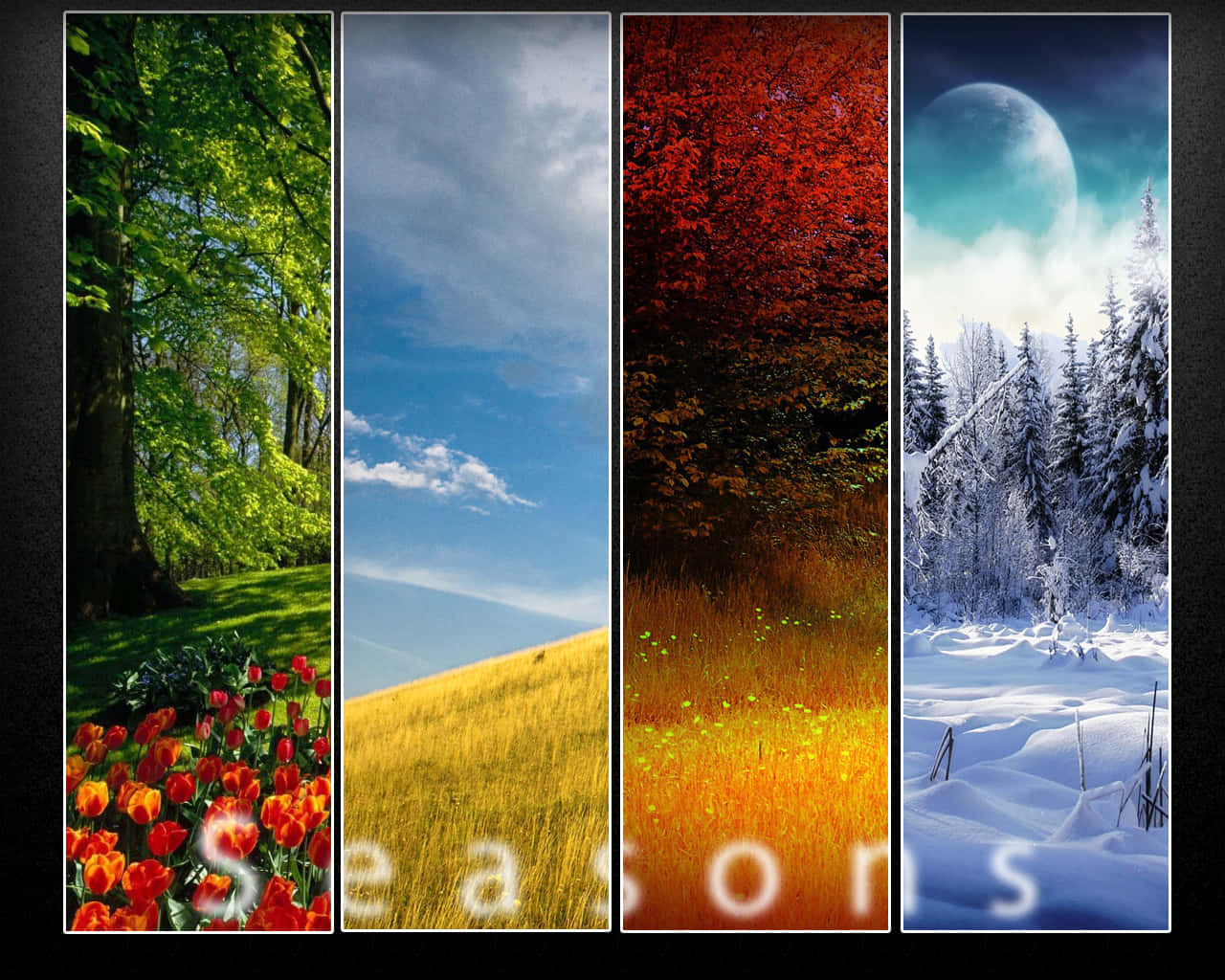 Four Seasons Collage Beautiful Scenery Wallpaper