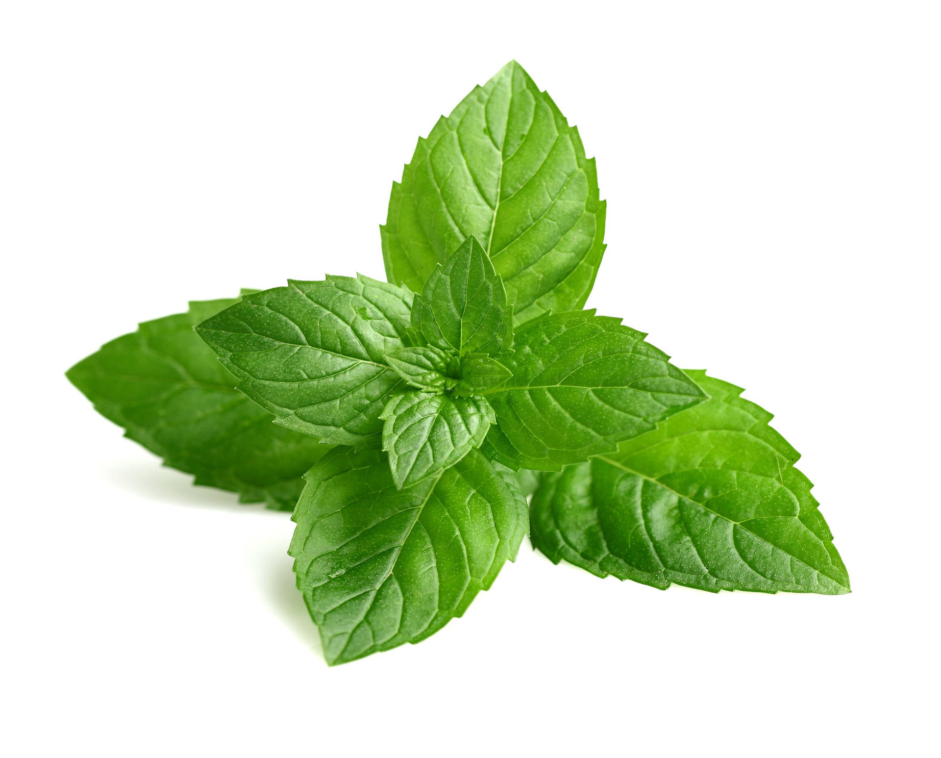 Four Sided Mint Leaves Wallpaper