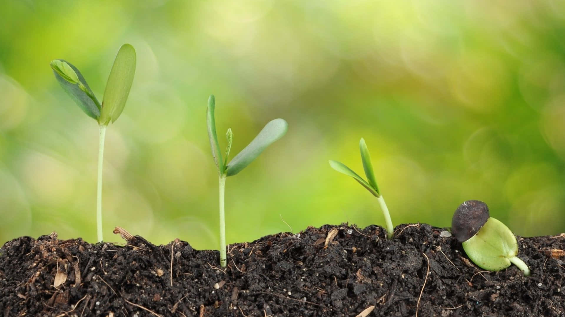 Four Steps Growing Plants Natural Soil Wallpaper