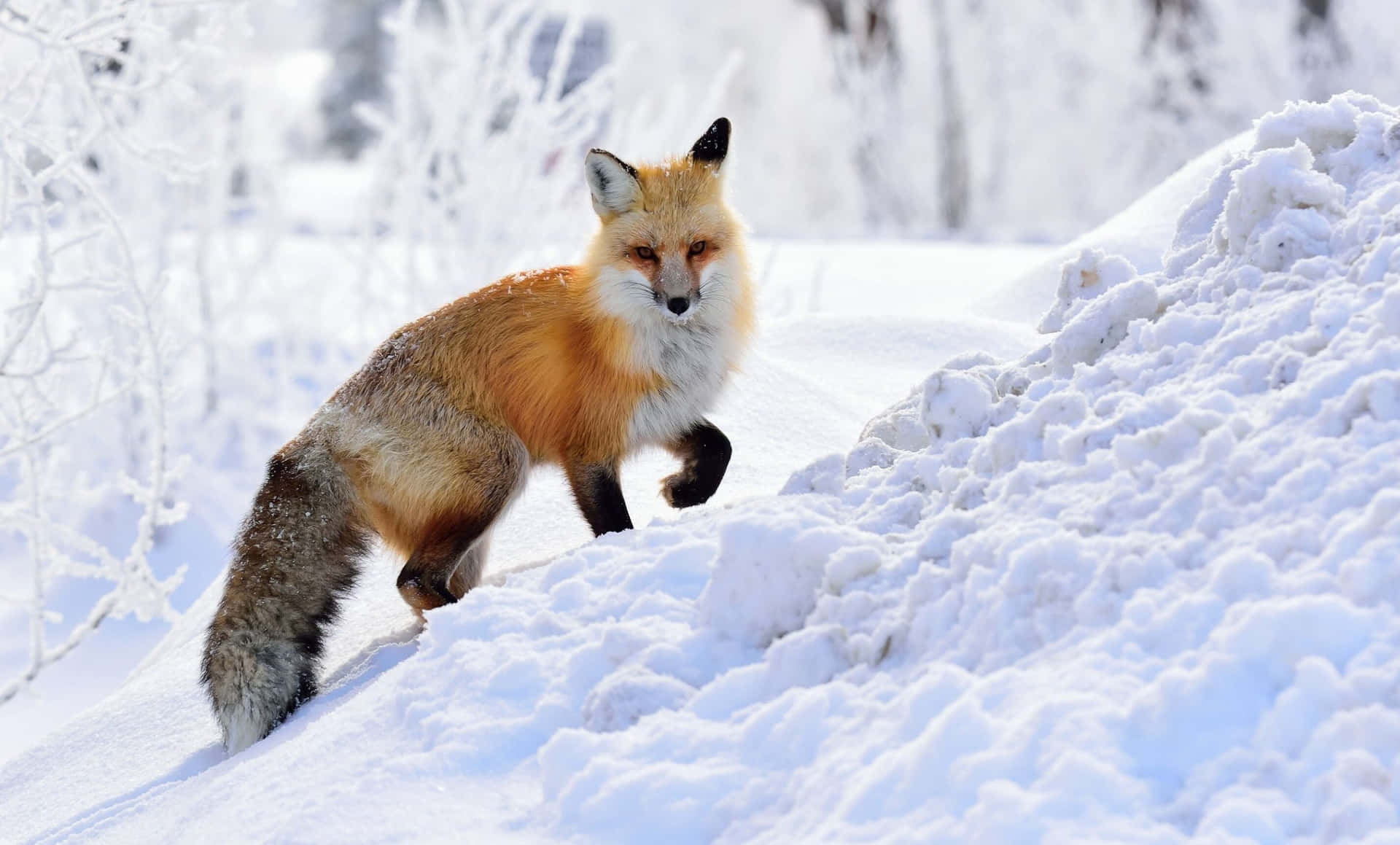 Einroter Fuchs Erkundet Seine Umgebung In Einem Wunderschönen Bewaldeten Gebiet.
