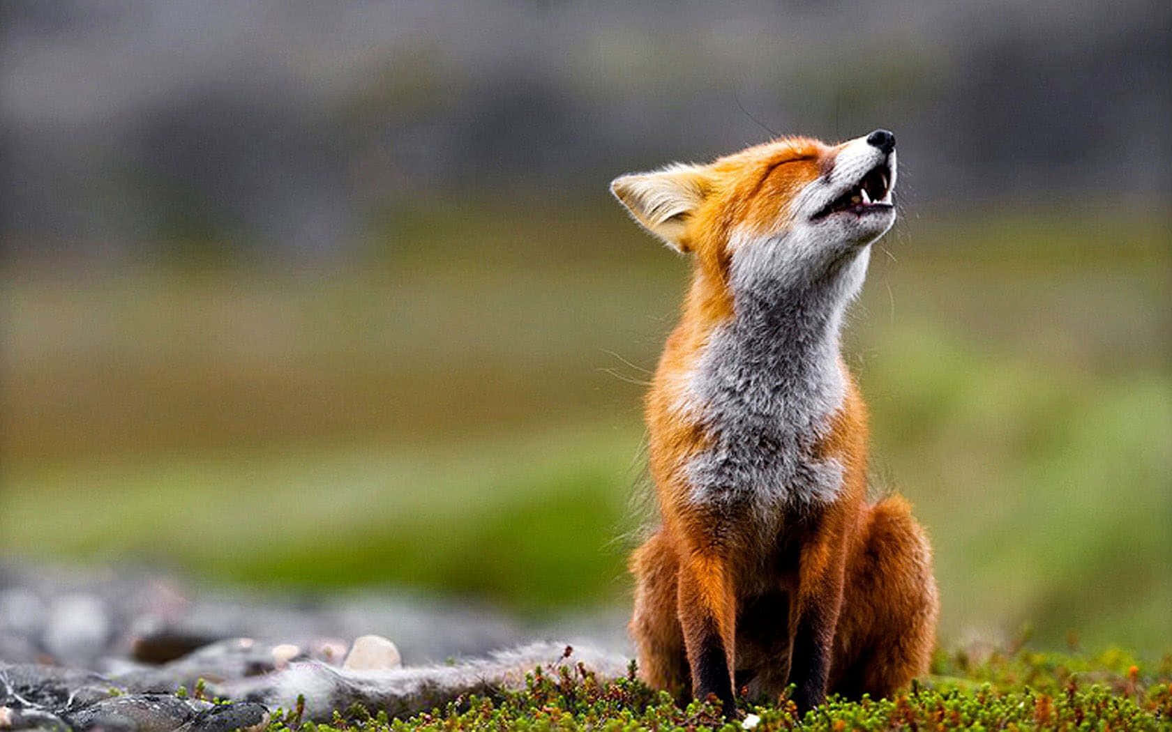 Einneugieriger Fuchs In Einer Natürlichen Umgebung