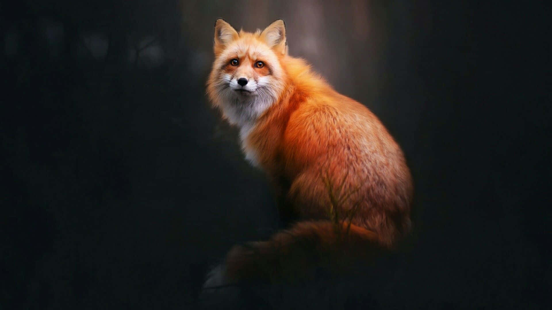 A curious fox stares off into the distance