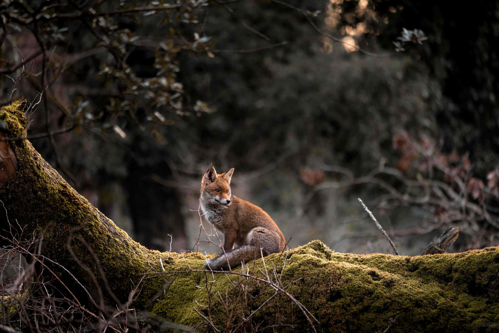 Einorangener Fuchs Steht Auf Einem Felsen, Umgeben Von Üppiger Vegetation.