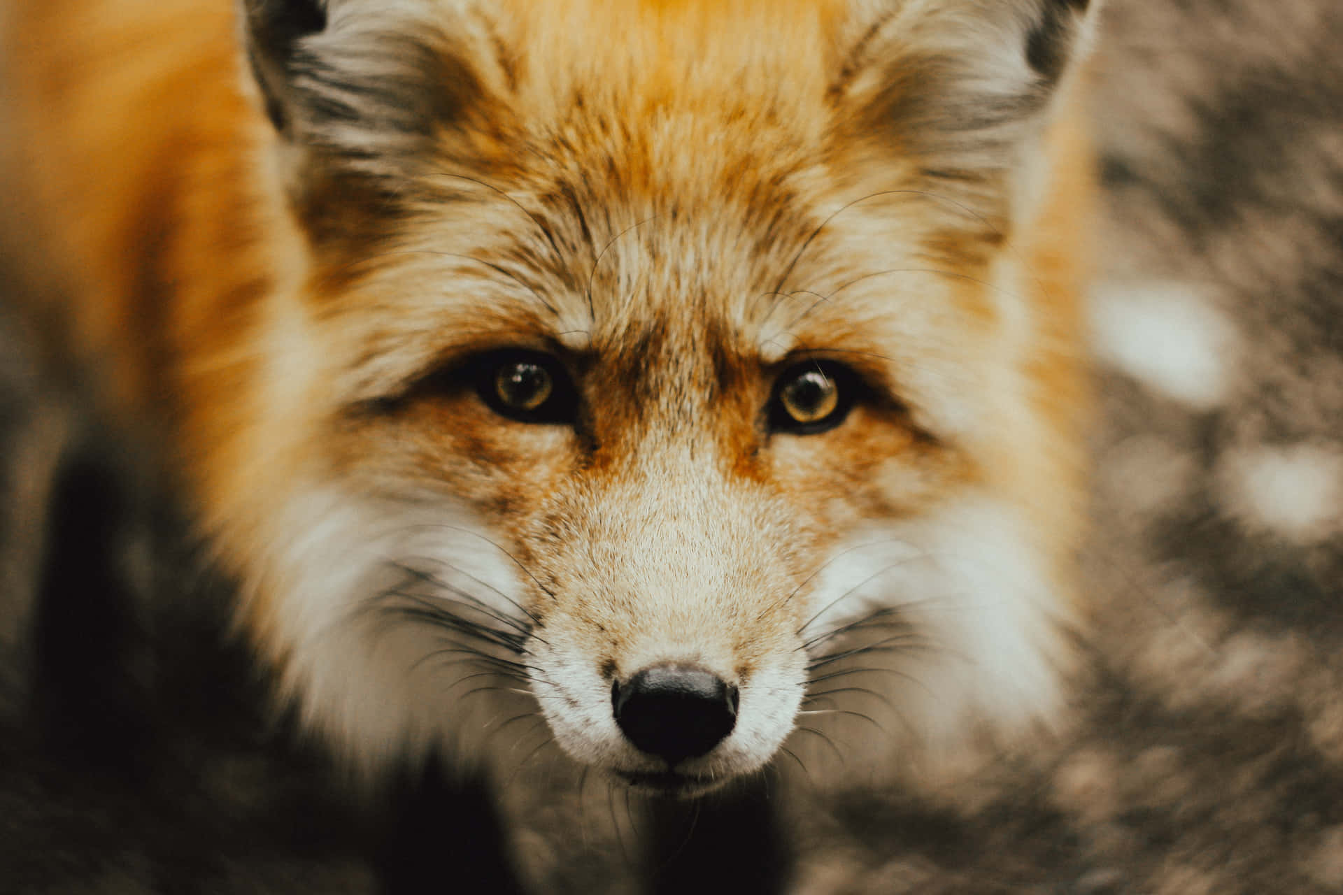 A Fox in its Natural Habitat