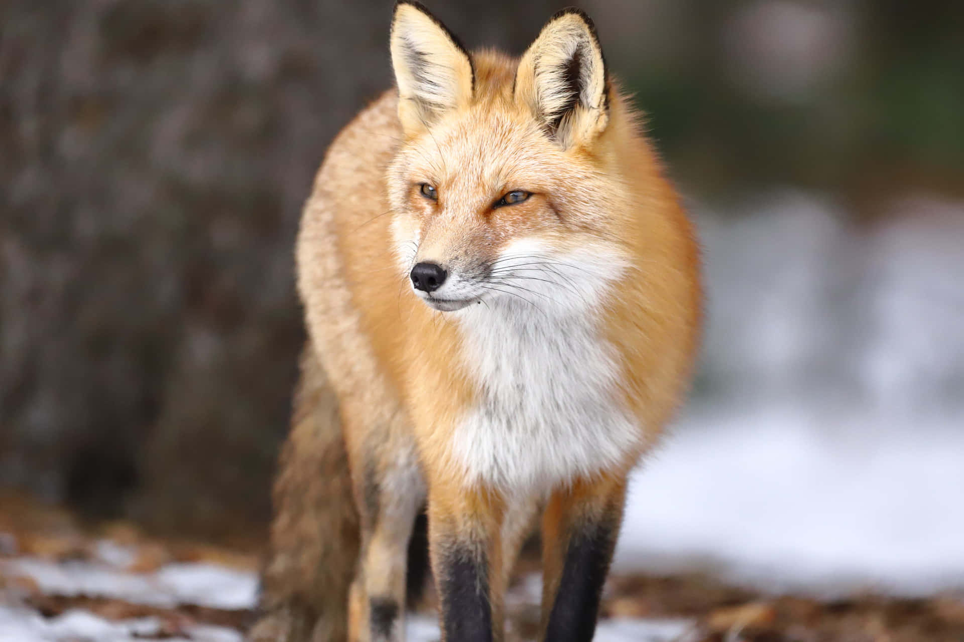 Einintelligenter Roter Fuchs In Freier Wildbahn