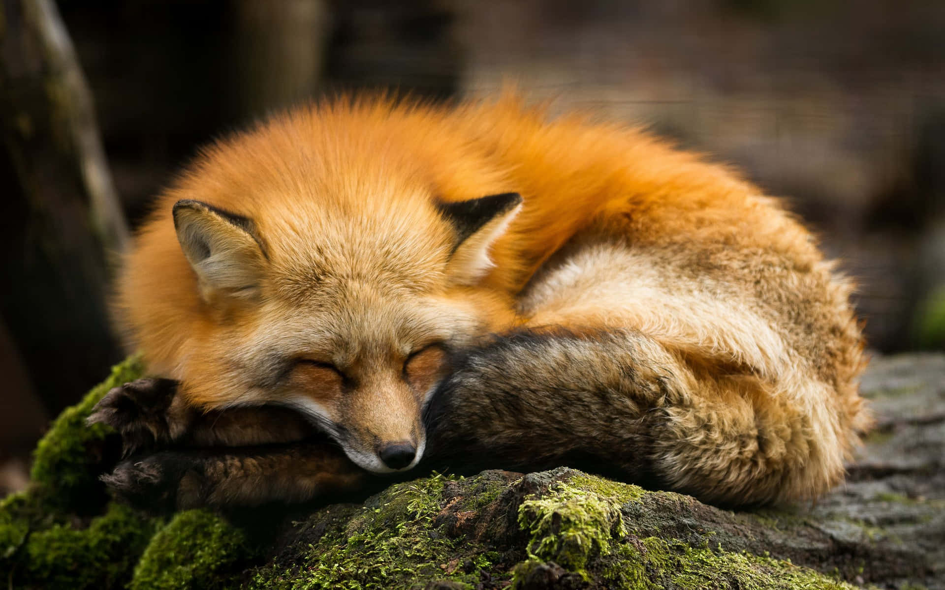 A Red Fox Glancing Over its Shoulder in the Wild